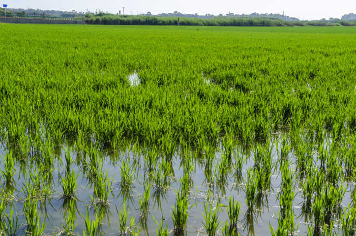 15 - Valencia - La Albufera